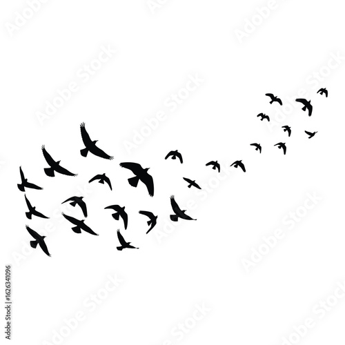 Flock of birds flying