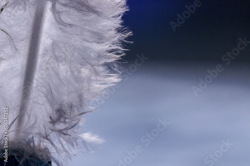 close-up of a white feather on blurry blue background