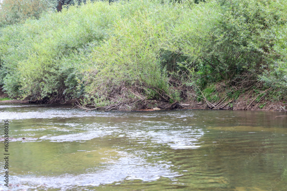 A clear river with a fast current, surrounded by dense green thickets. The reflection of the sky and trees on the water creates a calming effect. The photo conveys the atmosphere of a summer day and r A clear river with a fast current, surrounded by dense green thickets. The reflection of the sky and trees on the water creates a calming effect. The photo conveys the atmosphere of a summer day and r