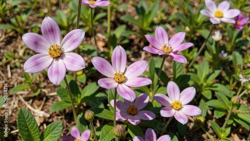 Delicate pink star shaped flowers blooming in a garden
