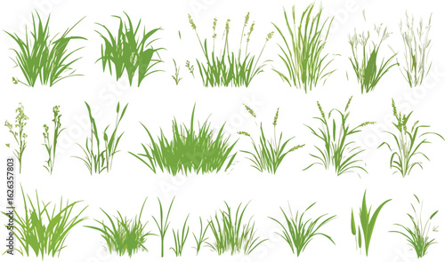 Collection of various green grass and plant species isolated on a clean white background for design