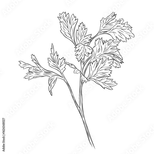 Monochrome botanical fragrant herb drawing of parsley plant isolated on white background. Graphic hand drawn ink black and white vector. Good for cooking, spa, medicinal tea, and garden, beauty
