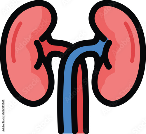 Human Kidneys Anatomy