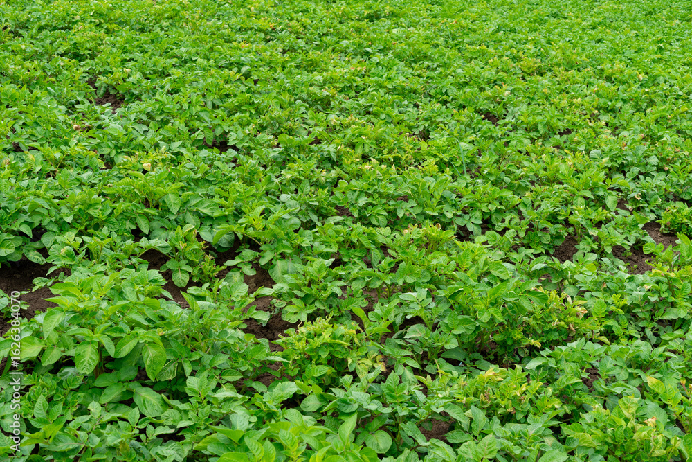 Green potato crop thriving in a rural field during the growing season under overcast skies Green potato crop thriving in a rural field during the growing season under overcast skies