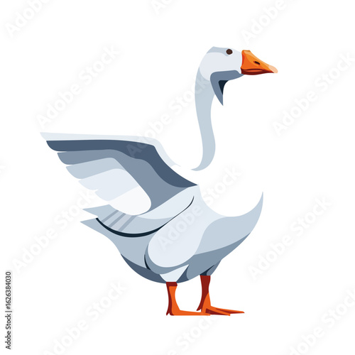 Domestic goose, Anser anser, with wings spread, standing on white background.  Goose image is perfect for farm animal illustrations, poultry business, and agriculture websites.