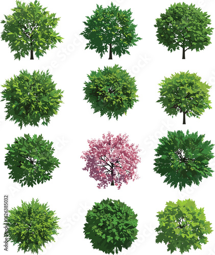 Side and aerial views of vibrant green and pink flowering trees with detailed foliage, perfect for landscape design and botanical art.