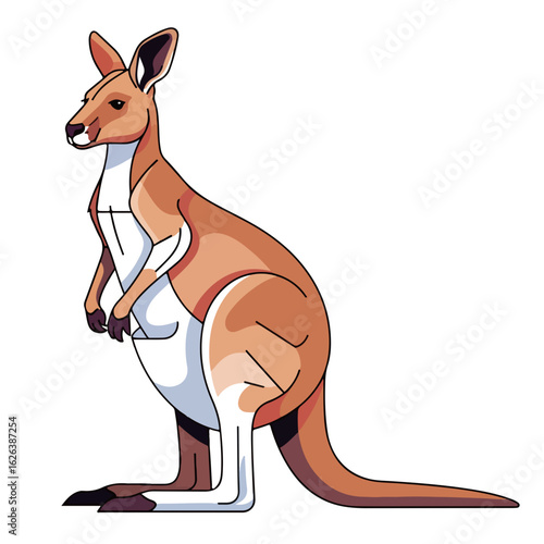 Red kangaroo Macropus rufus illustration.  Detailed red kangaroo image shows strong legs and large tail.