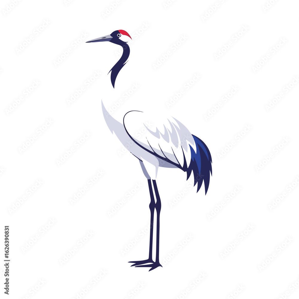 Obraz premium Elegant japanese red-crowned crane, grus japonensis, isolated on white background, showing its graceful standing pose. Japanese red-crowned crane image is a symbol of longevity, good fortune,