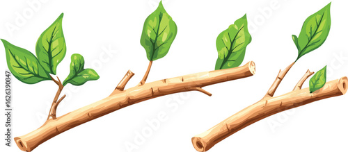 Two natural miswak sticks with fresh green leaves sprouting from the ends on a white background