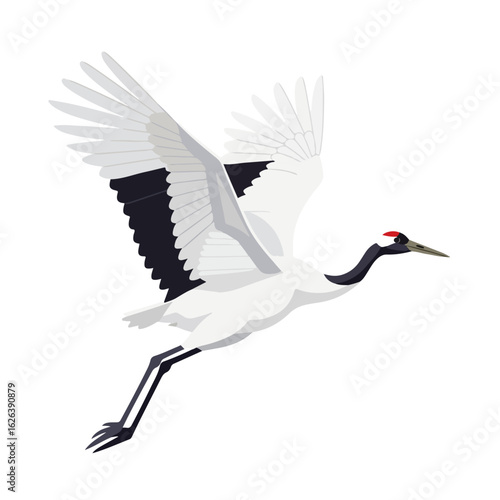 Japanese red-crowned crane illustration, a graceful Grus japonensis, in flight with wings spread. Elegant red-crowned crane, a Japanese symbol of longevity and good fortune,