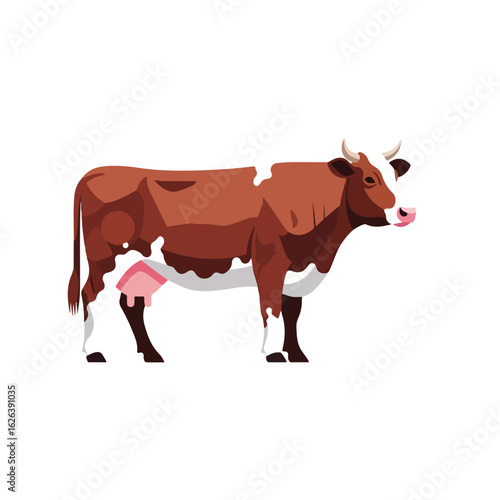 Standing brown and white cow with pink udder against white background. Cow is domestic animal with characteristic markings. Concept cow farm for milk, cheese, and livestock.
