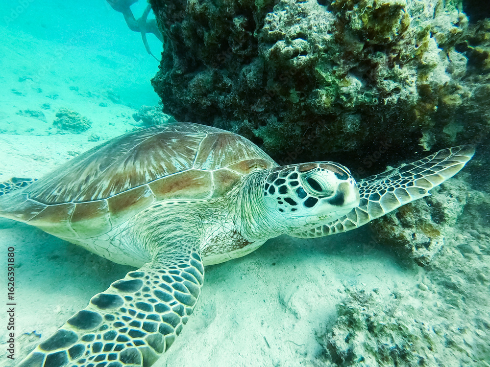 Fototapeta premium Nahaufnahme einer wilden Meeresschildkröte im klaren Wasser vor Mauritius