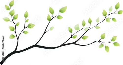 Delicate spring branches with fresh green leaves emerging against a clean white background