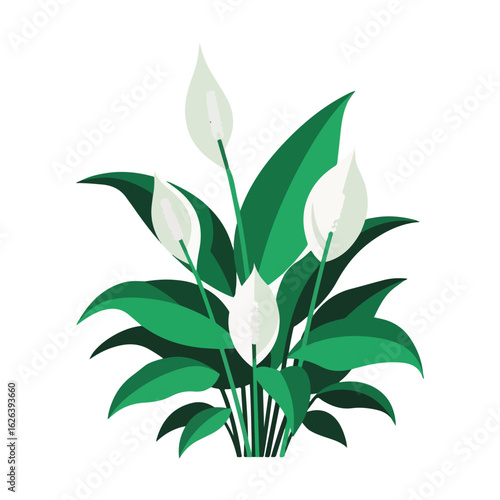Peace lily flowering with fresh, green leaves showcasing vibrant botanical features. A peace lily arrangement provides a sense of calmness and natural beauty,