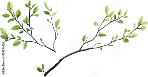 Delicate spring branches with fresh green leaves against a clean white background