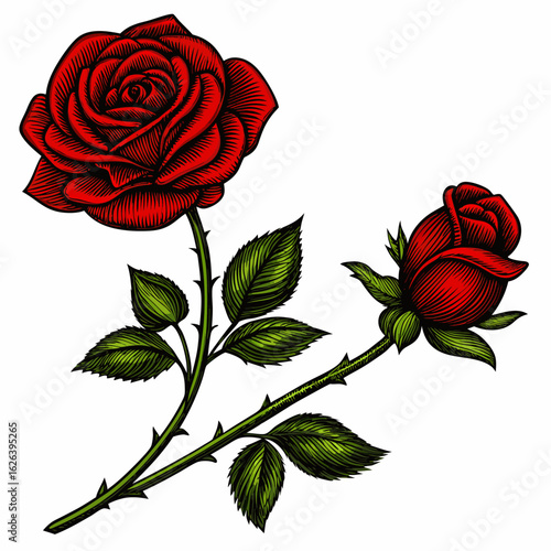 Vintage engraving style red roses with green leaves and thorns on white background