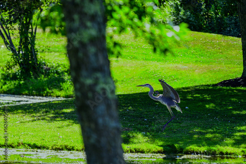 Great Heron flight landing