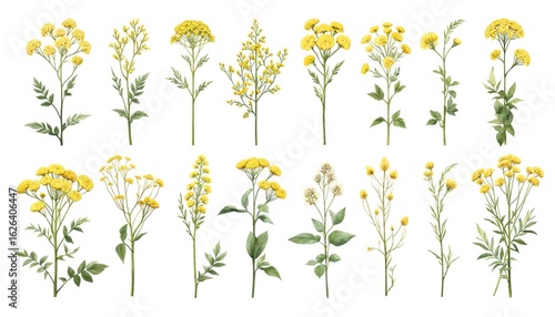 Wallpaper Mural Collection of 12 distinct goldenrod flowers, herbs, yellow petals. Variations in shape, size, delicate, robust, green herbs, balance, symmetry, two rows, vibrant, yellow hue, petals, stems, leaves, Torontodigital.ca