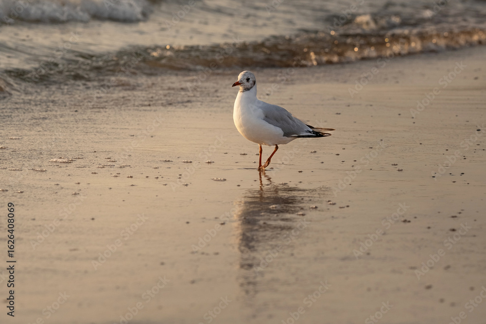 Close-up photo of seagul walking along the sandy beach with gentle sea waves washing the stone in the background. Lighting suggest calm, serene atmosphere, sunset. Wildlife photography Close-up photo of seagul walking along the sandy beach with gentle sea waves washing the stone in the background. Lighting suggest calm, serene atmosphere, sunset. Wildlife photography