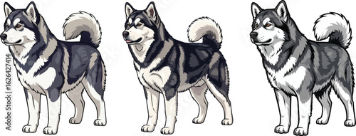 Alaskan Malamute Dog Standing Variations - Canine Vector Illustration 