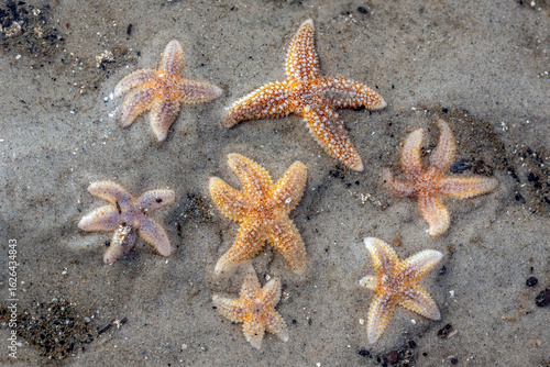 Lebendige Seesterne am Strand der Nordseeinsel Föhr