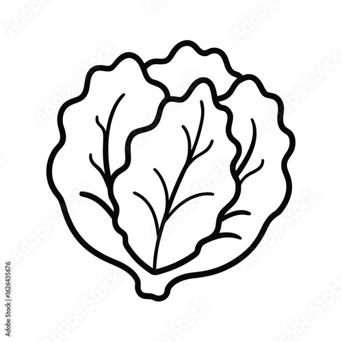 lettuce leaf clipart vector