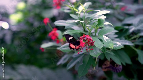 Close-up shot of a beautiful Tiger swallowtail on red flowers, surrounded by lush green plants