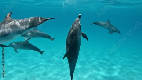 Wallpaper Mural Close-up shot of a group of dolphins swimming gracefully underwater in a clear blue ocean Torontodigital.ca
