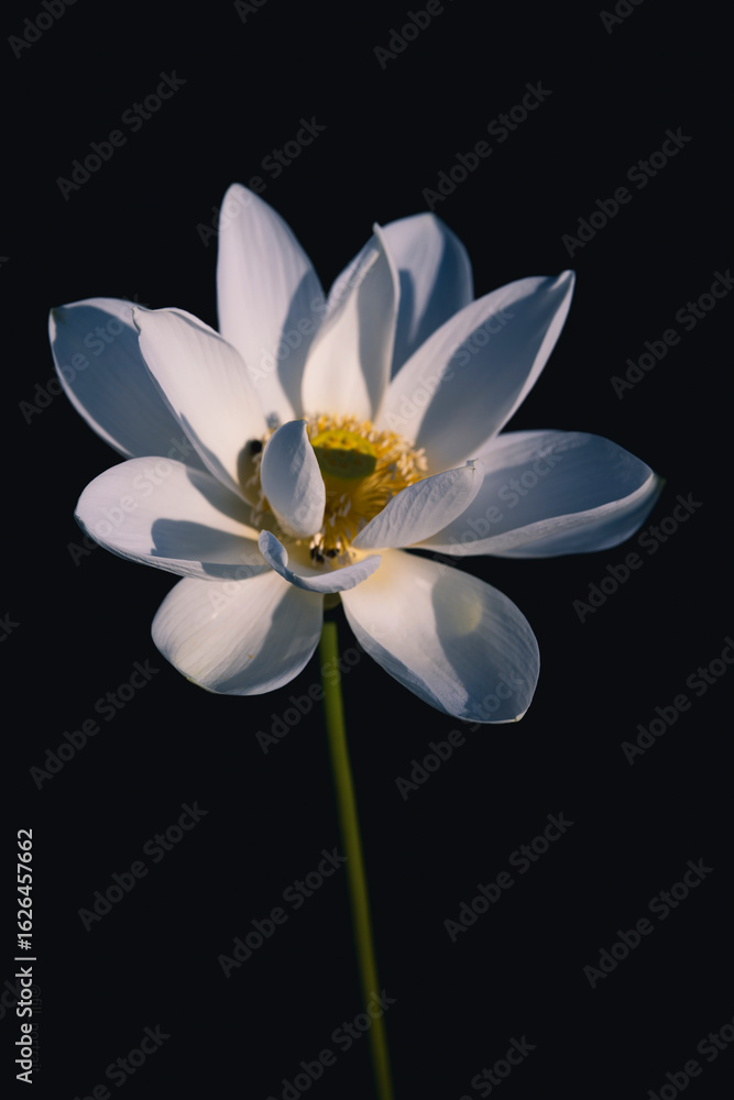 Fototapeta premium 연꽃