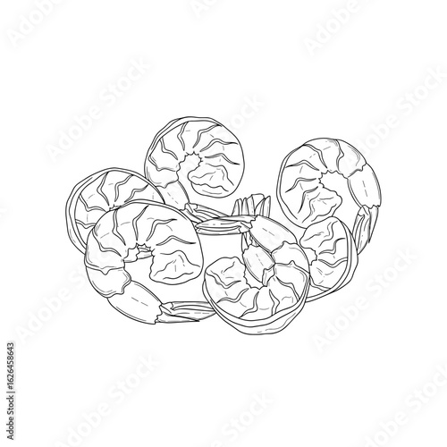 Line drawing of Cooked shrimps arranged isolated on transparent background