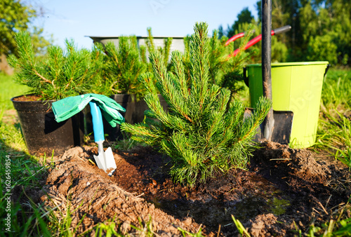 Fotografie Mugo Pine planting