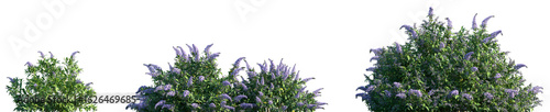 Photography Set of Buddleja lindleyana (commonly known as Lindley's butterfly bush) frontal