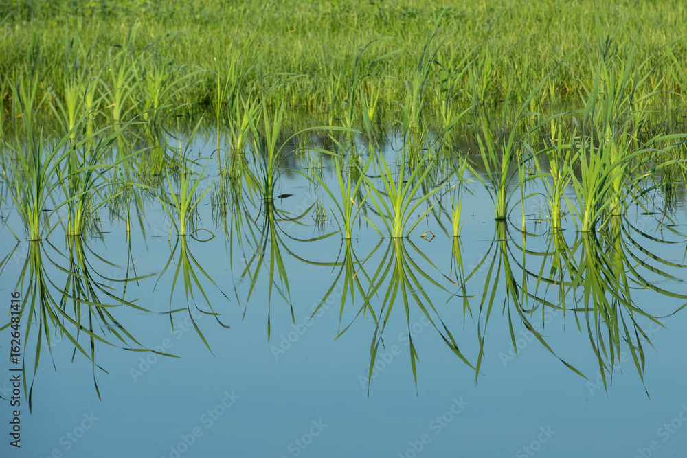 Obraz premium grass and water