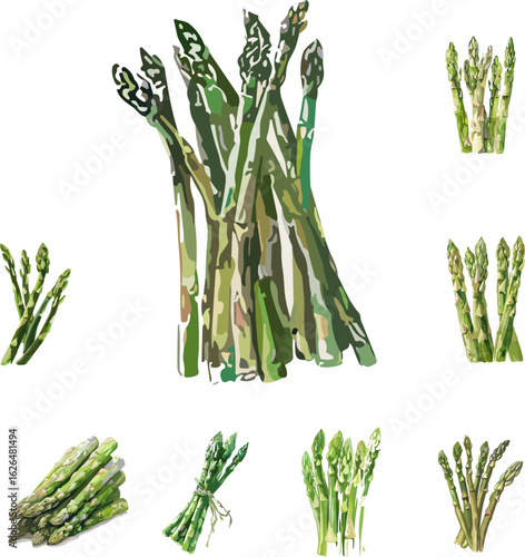 asparagus on white background, vegetables and tubers in color style