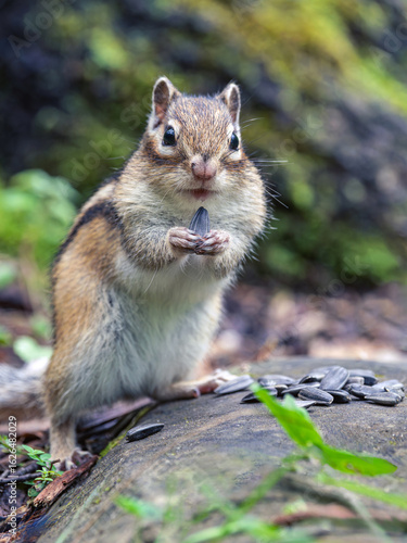 A chipmunk stands on its hind legs with a sunflower seed in its front paws