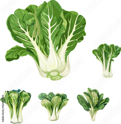 fresh vegetables on white background, set of bok choy in color style and no background