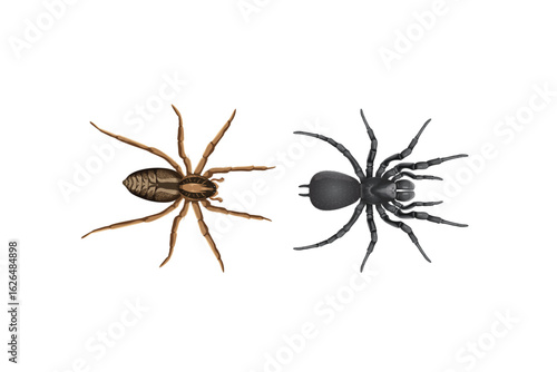 spider isolated on white background