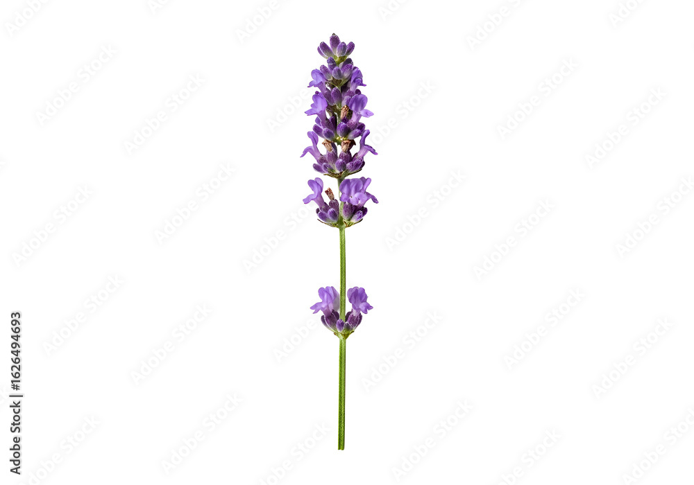 Obraz premium Close-up image of a lavender flower stalk.