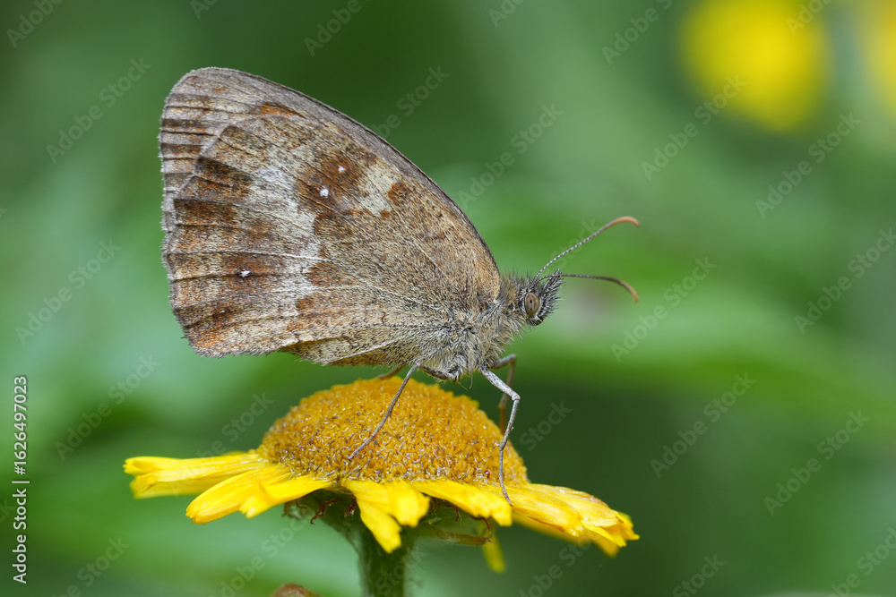 Fototapeta premium Closeup on a Hedge brown or Gatekeeper butterfly, Pyronia tithonus with closed wings on a yellow flower