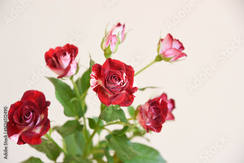 Wallpaper Mural スプレーばら Torontodigital.ca