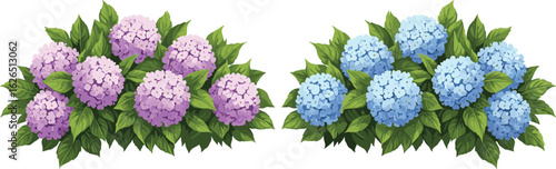Hydrangea bushes with purple and blue flowers, floral garden shrubs illustration, blooming nature clipart, botanical decorative plant art