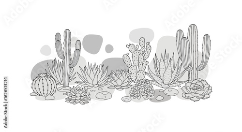 Cactus and succulent arrangement outline style