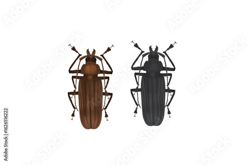stag beetle on white background