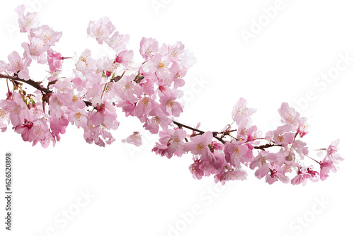 Pink Cherry Blossoms Isolated on White Transparent Background