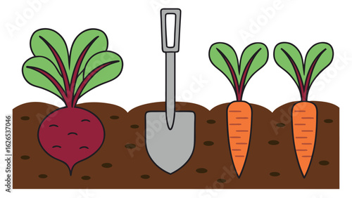 Beetroot and carrot vegetables growing in soil with gardening shovel
