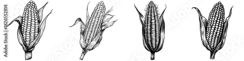A hand-drawn illustration of maize in a retro style, featuring cobs of corn, grains, and cornlets, is depicted in ink on a white background