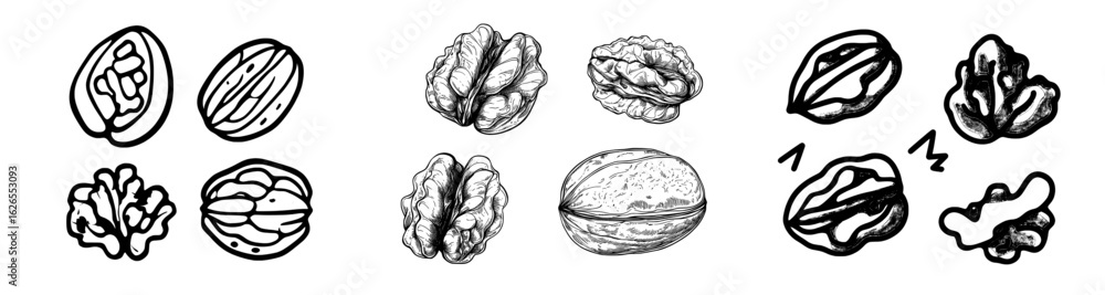 Fototapeta premium A hand-drawn walnut is depicted in a doodle style, representing a modern illustration