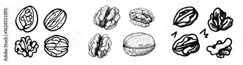 A hand-drawn walnut is depicted in a doodle style, representing a modern illustration