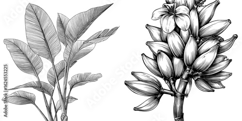 Realistic hand drawn illustrations of Hawaiian tropical banana palms in black and white are presented in a modern set, complete with foliage design and botanical elements isolated on white