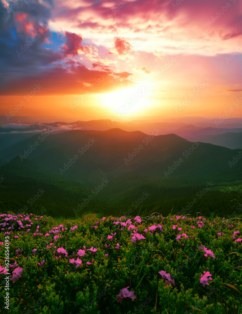 Fototapeta premium blooming red pink rhododendrons flowers in the mountains, Carpathian mountains, border Ukraine - Romania, Transcarpathian, near Rahiv, Europe....exclusive - yjis image is sell only on Adobe stock